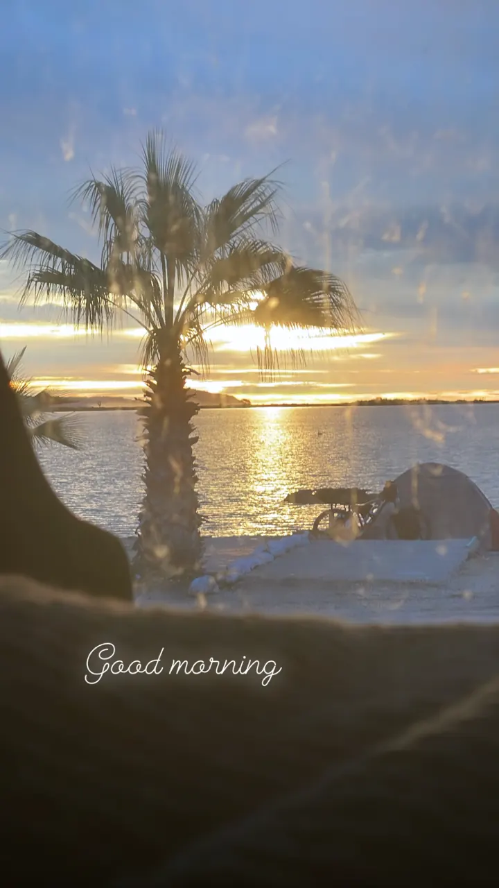 Palm tree silhouetted against a soft sunrise over the bay