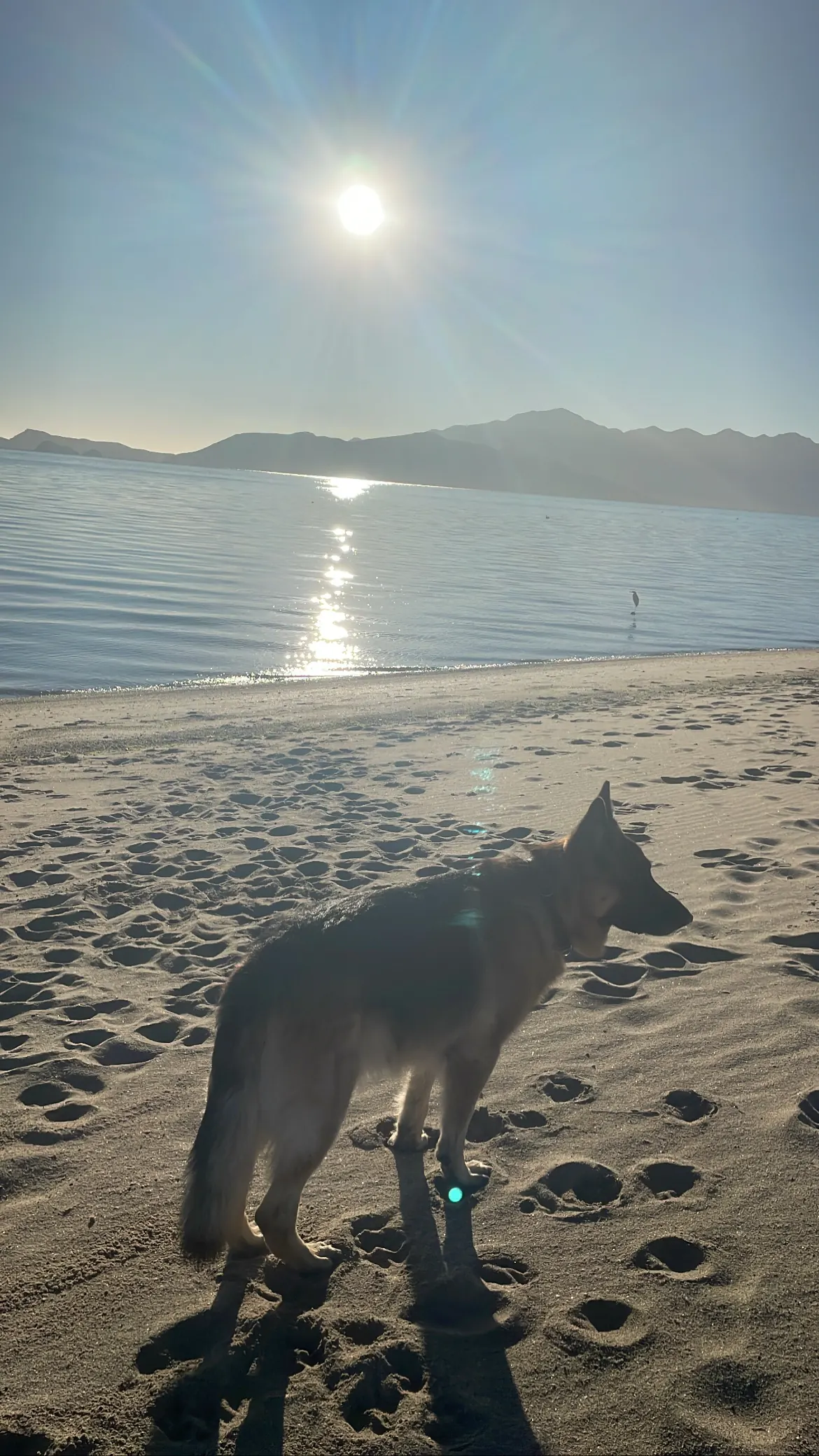Jack, our German Shepherd, standing on a sandy beach with the sun low over calm water