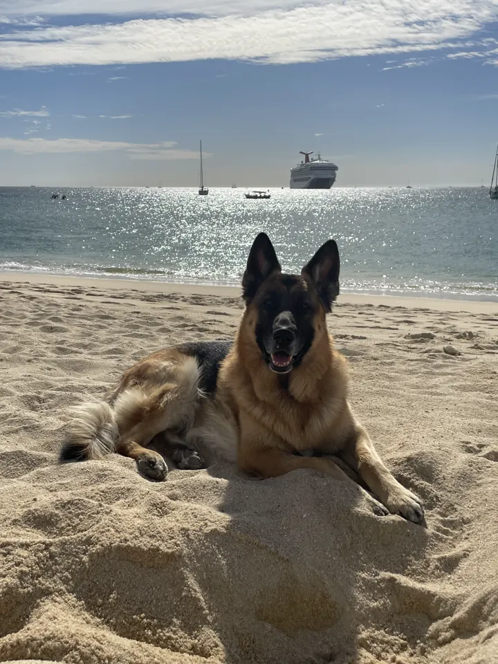Jack, our German Shepherd, lying in the sand on a beach with the ocean behind