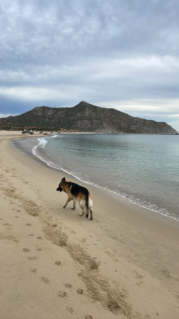 Jack, our German Shepherd, walking along an empty curving beach