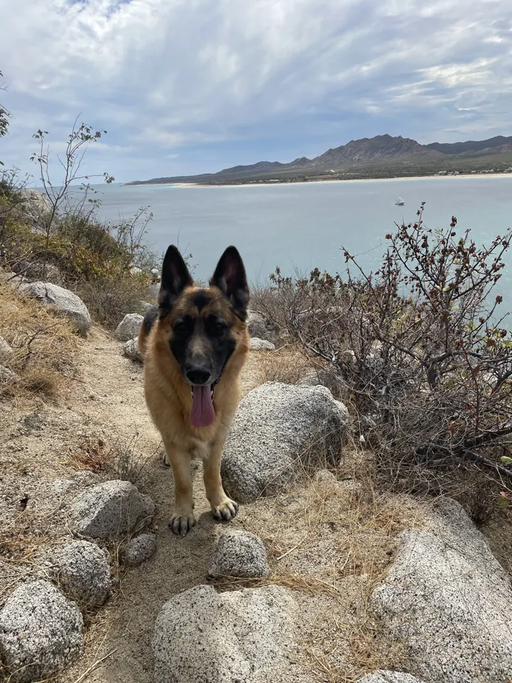 Jack, our German Shepherd, standing on a rocky desert trail above the sea