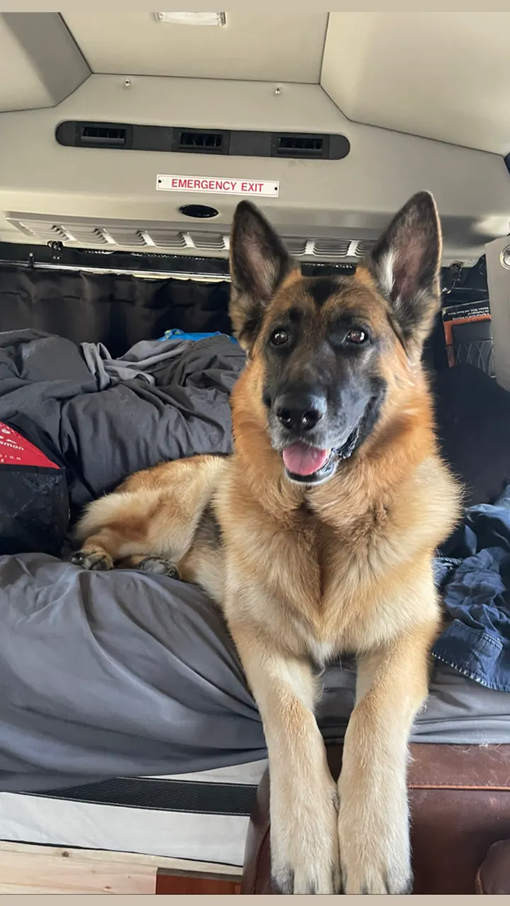 Jack, our German Shepherd, sitting on the bed inside our camper van