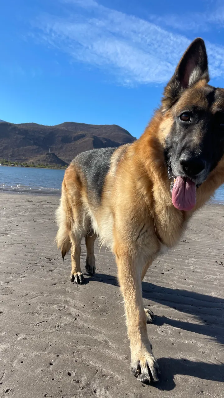 Jack, our German Shepherd, walking toward the camera on a beach with mountains behind