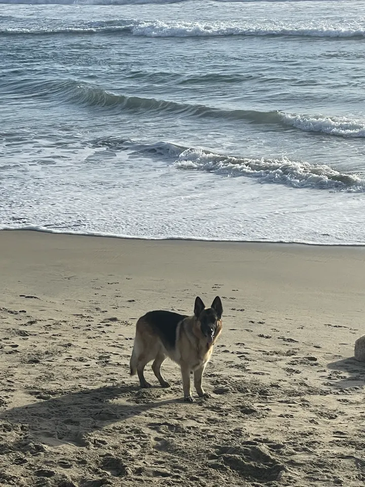 Jack, our German Shepherd, standing on the sand by the waves