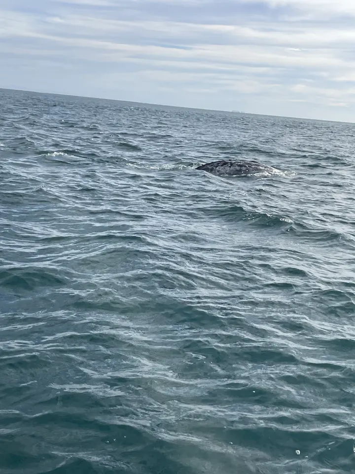 Back of a gray whale breaking the surface of the lagoon