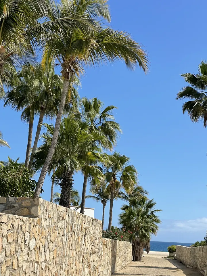 Tall palm trees lining a stone wall under blue sky
