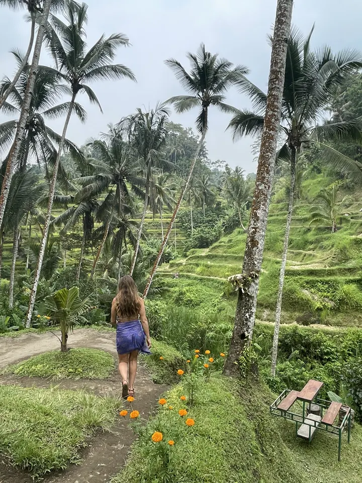 Woman walking down a path through rice terraces and tall palm trees