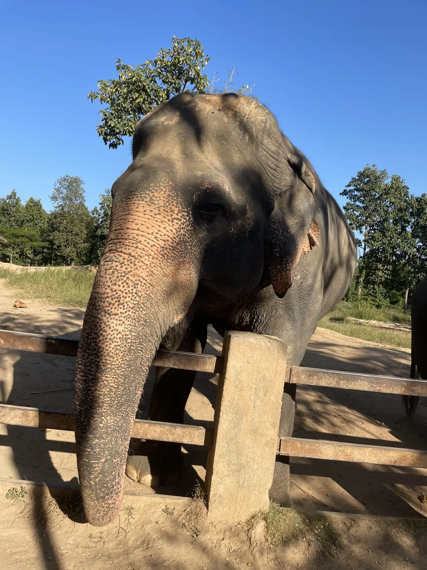 Elephant standing on dirt ground near a wooden structure and trees