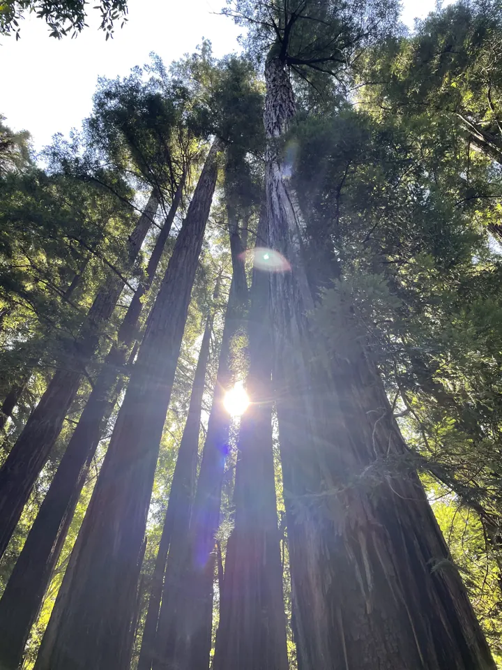 Looking up tall redwood trunks with the sun bursting through the canopy