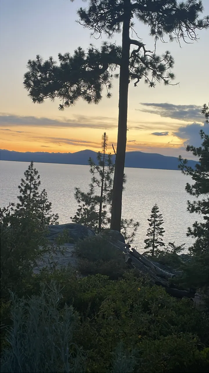 A tall pine silhouetted against a pink and gold sunset over Lake Tahoe