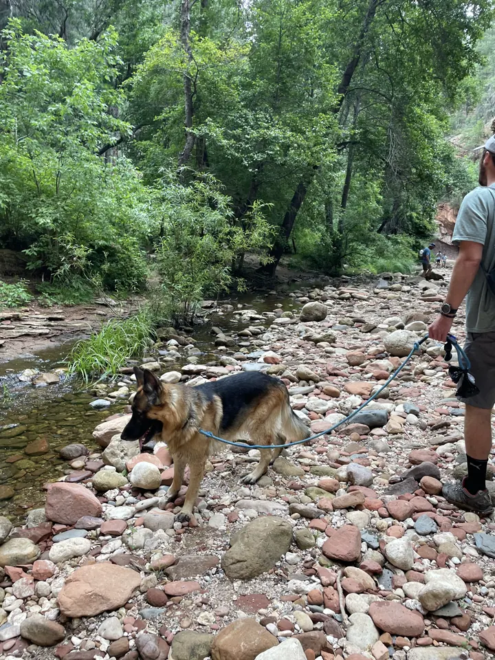 Jack, our German Shepherd, on leash on the rocky bank of a forested creek in Oak Creek Canyon