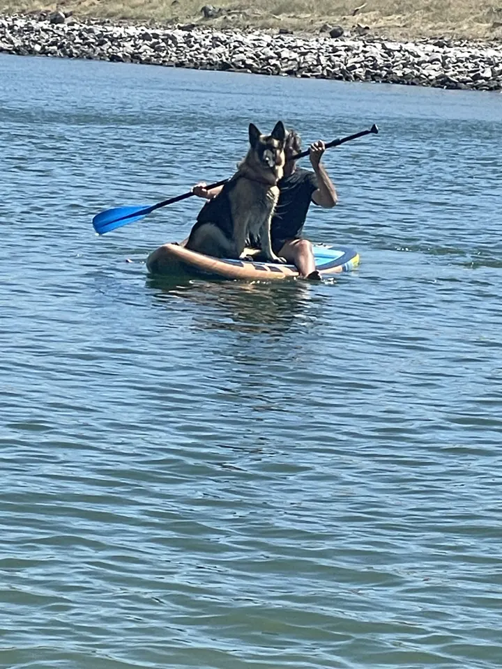 Jack, our German Shepherd, riding a paddleboard with a paddler on a calm lake