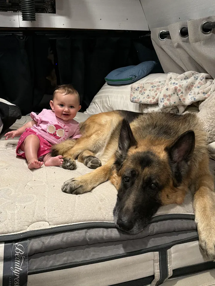 Andi lying next to our German Shepherd in the van