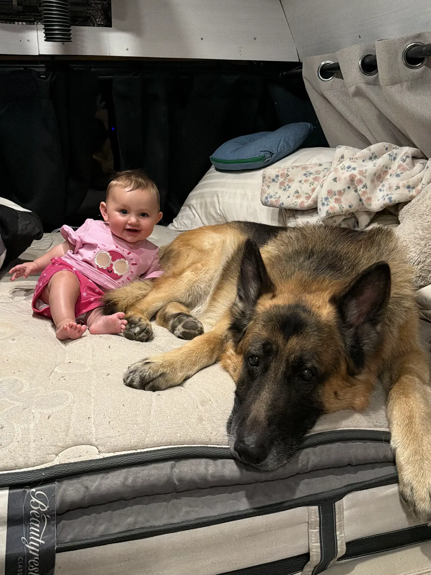 Andi lying next to our German Shepherd in the van