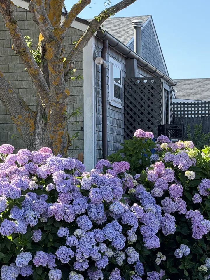 Blue hydrangeas in front of a gray shingled cottage on Nantucket