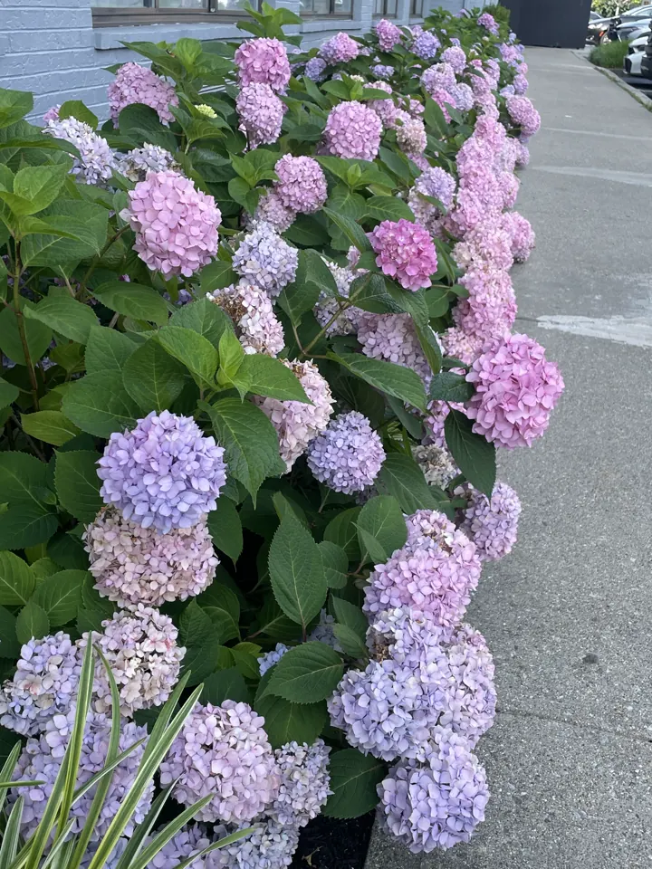 Purple hydrangeas in Newport