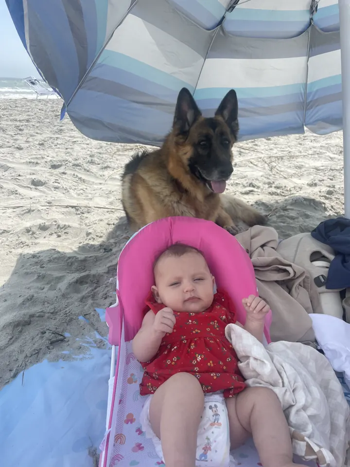 Andi in a pink baby beach seat with our dog behind her