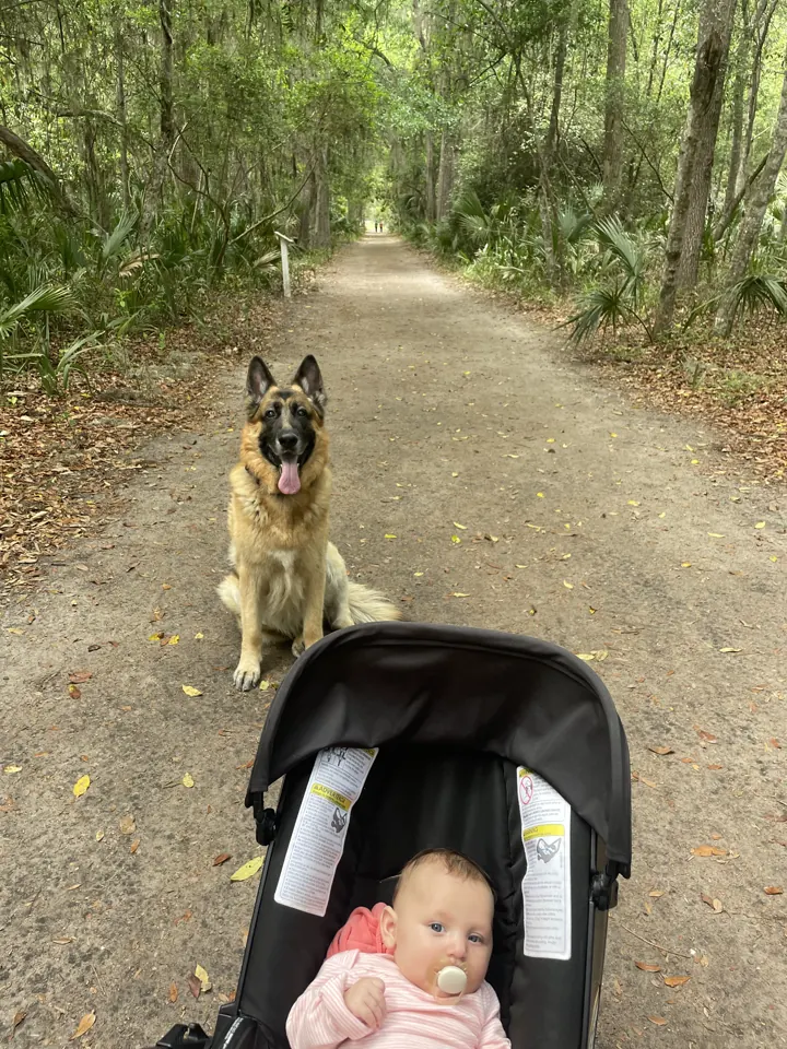 Our dog sitting next to Andi's stroller on a shady trail