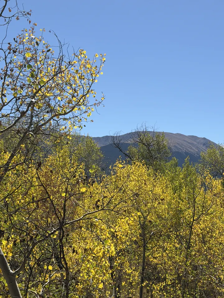 Yellow aspens with a mountain behind