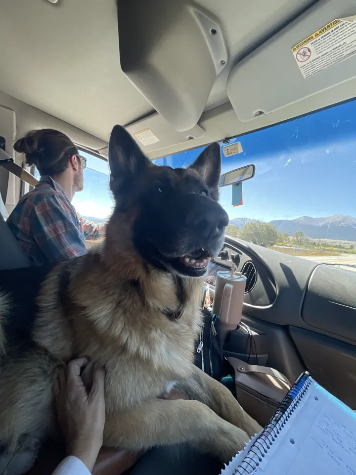 Jack, our German Shepherd, sitting in the front seat of the van