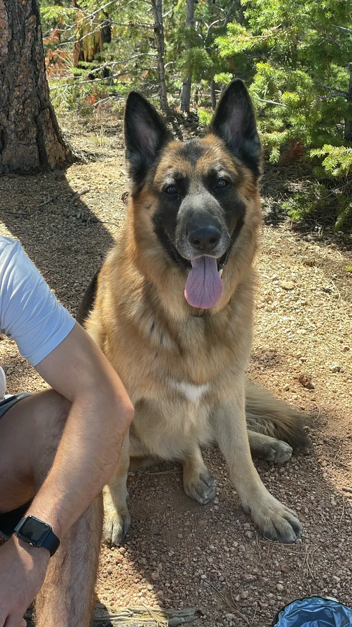 Jack, our German Shepherd, sitting on a forest trail