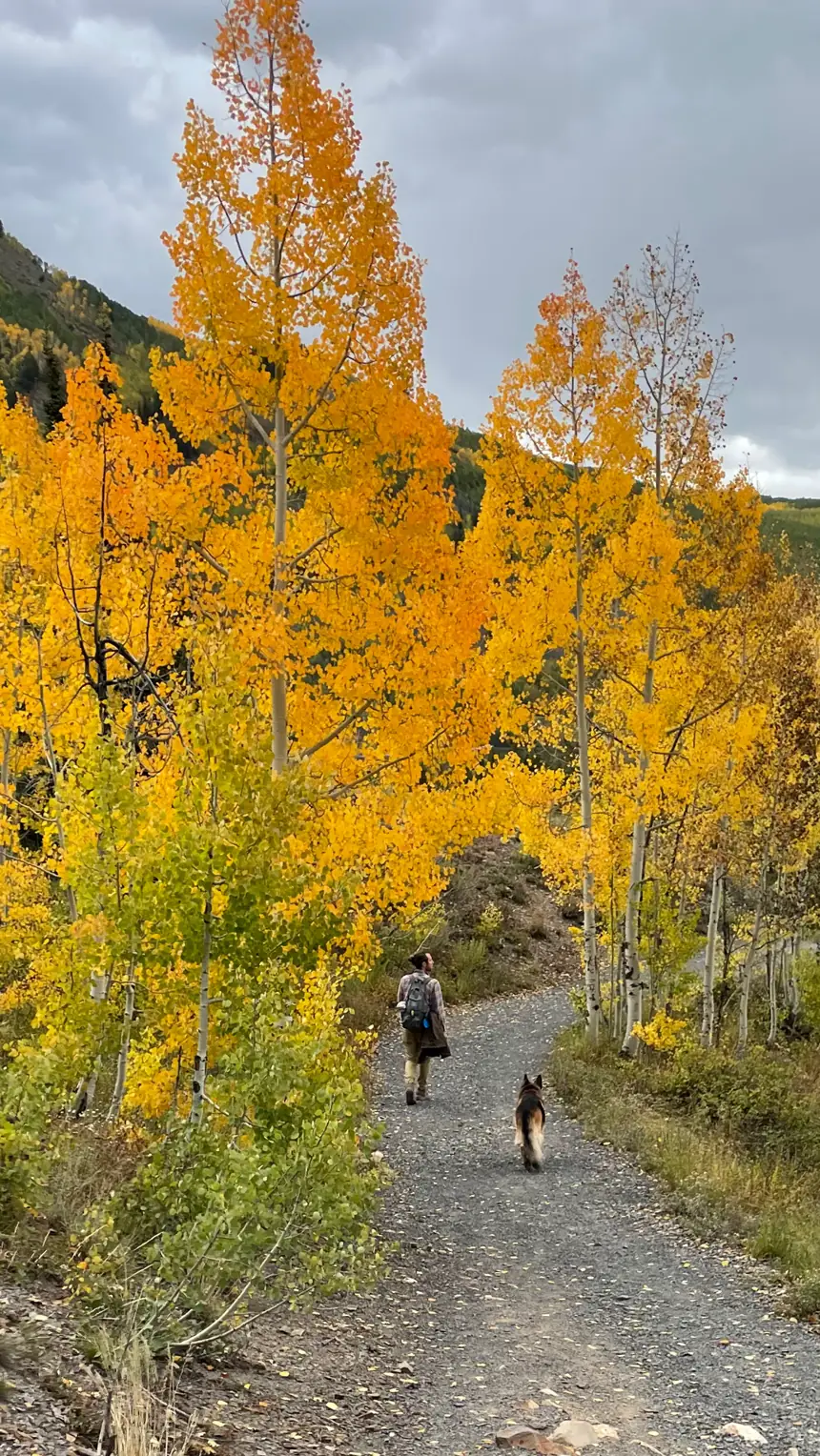 Dirt road through brilliant orange and yellow aspens with a figure walking