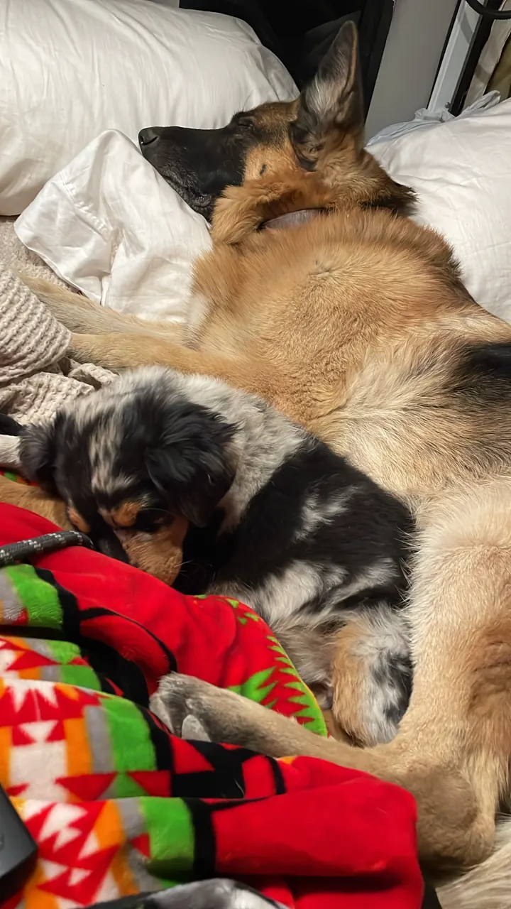 Jack, our German Shepherd, curled up on a blanket with a cat
