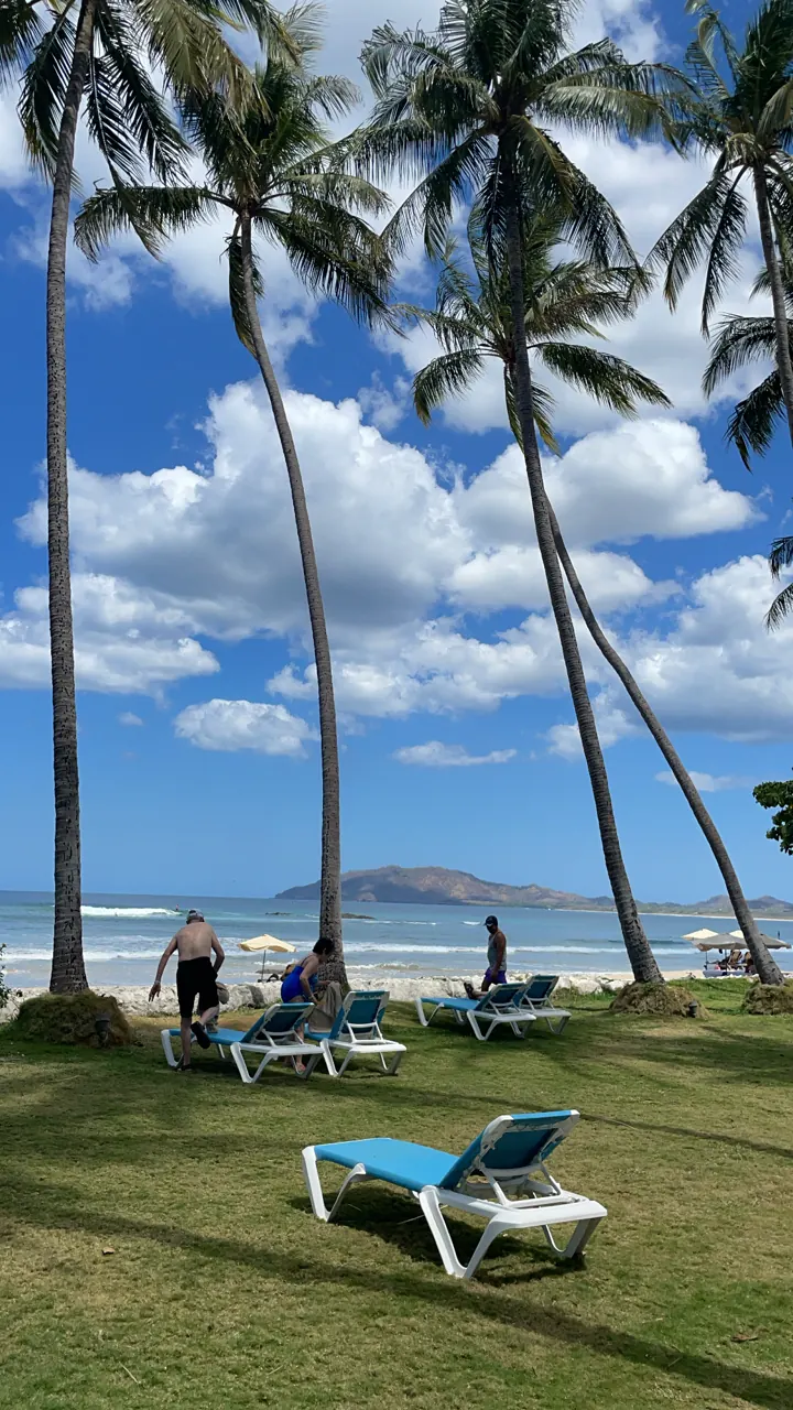 Sun loungers on a lawn under tall palms facing a blue bay and island