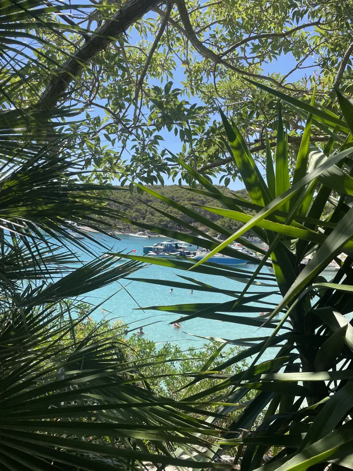 Palm fronds framing a view of blue sea below