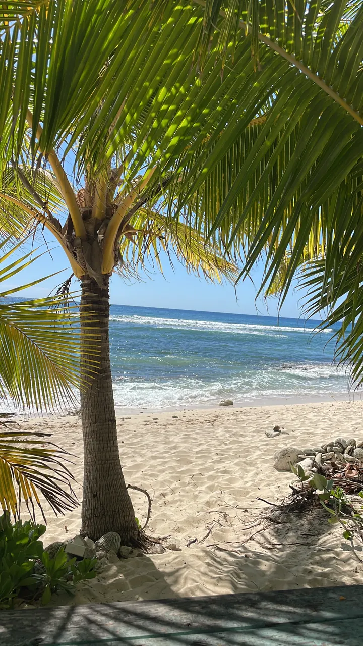 A palm tree leaning over a sandy beach with turquoise water