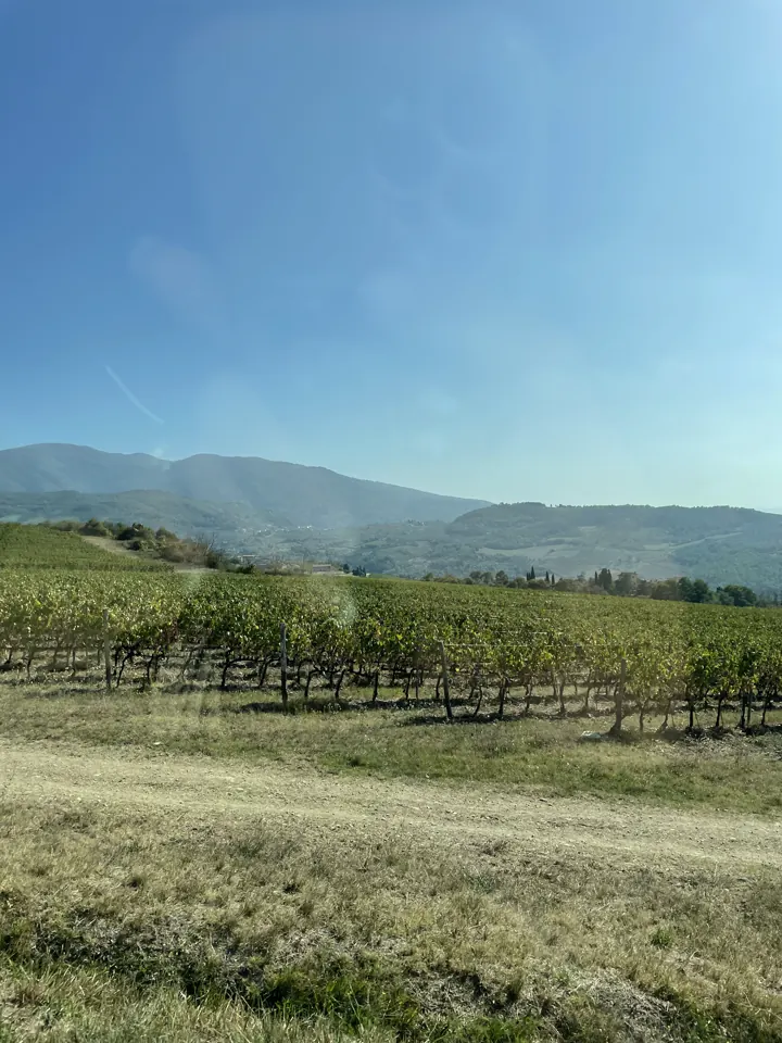 Rows of vineyards below rolling hills near Pelago
