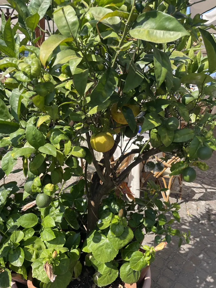 Bright lemons hanging on a leafy tree