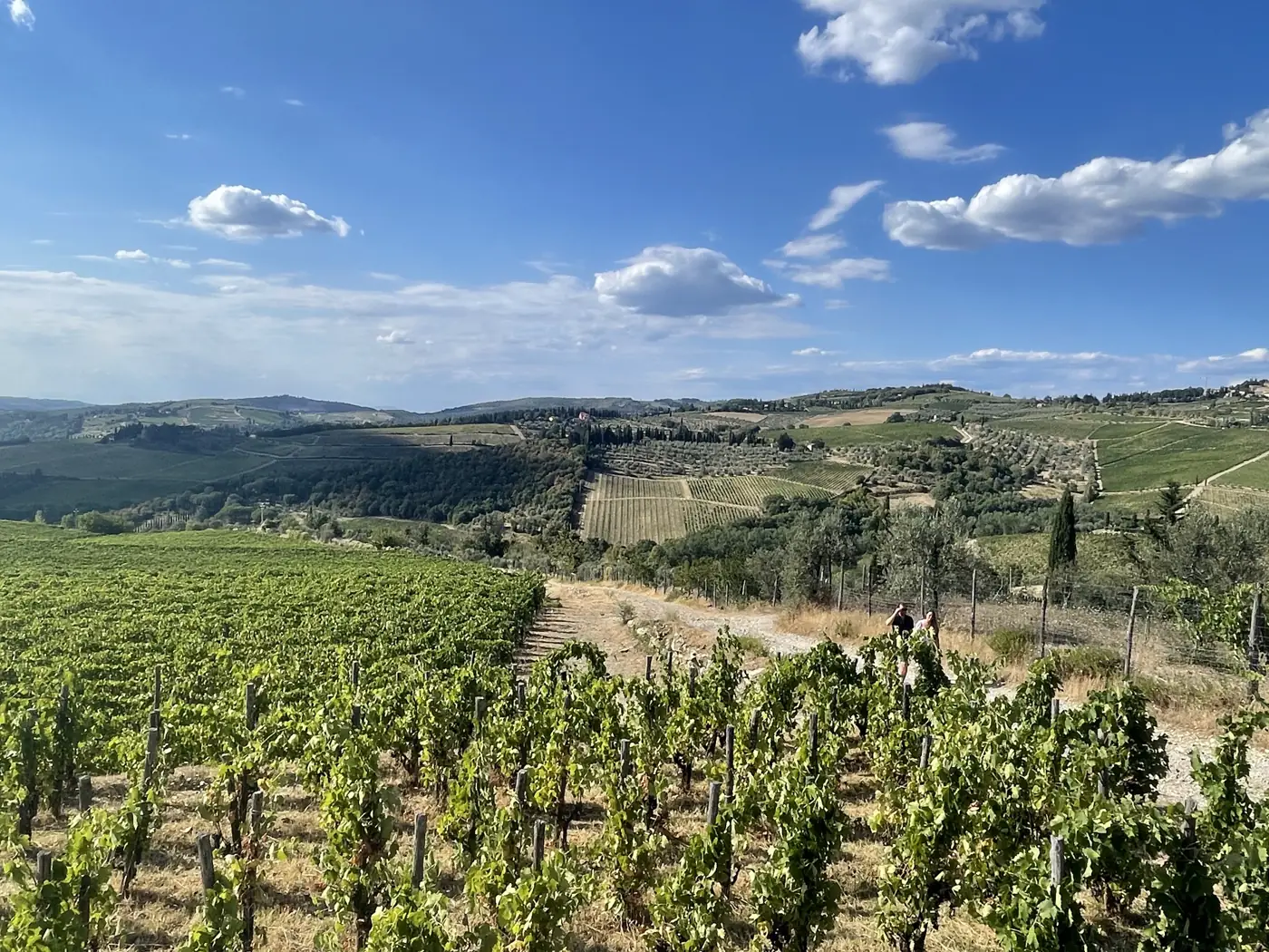 Rows of vineyards rolling across the Chianti hills under a blue sky