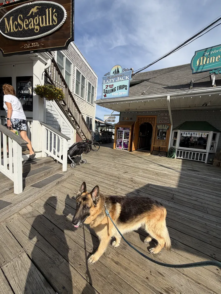 Our German Shepherd lying on a wharf in Boothbay Harbor