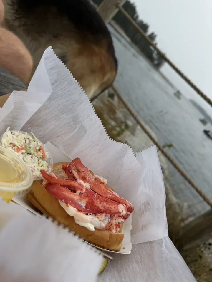 A Maine lobster roll
