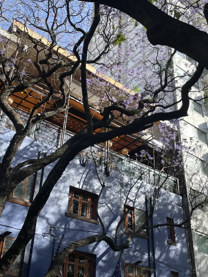 Purple jacaranda branches against a building and blue sky
