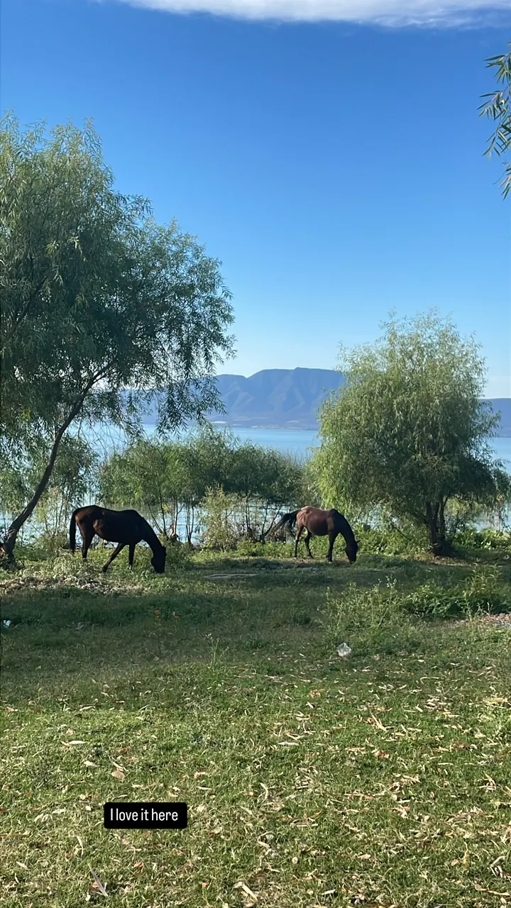 Horses grazing in a grassy field with trees and hills