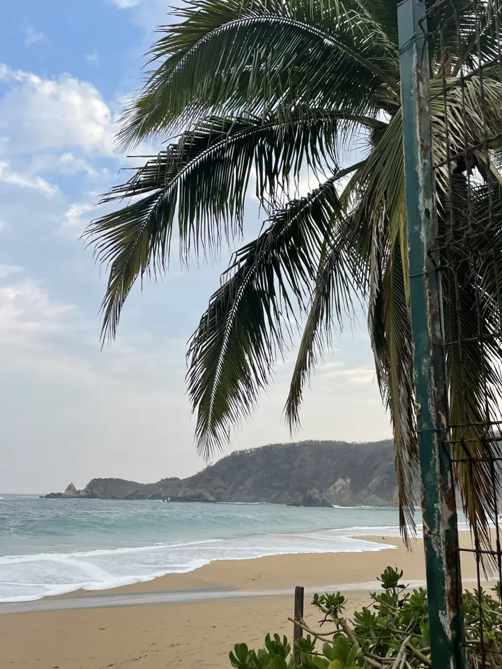 Beach in Mazunte framed by palm fronds
