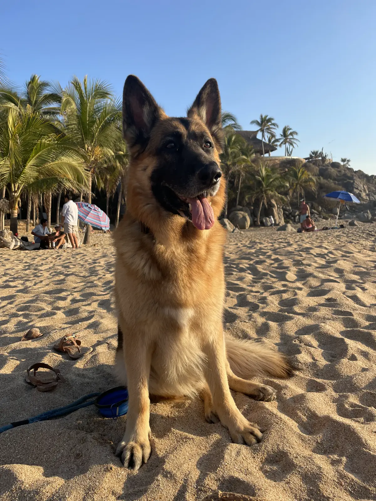 Jack, our German Shepherd, sitting on the sand with palm trees and beachgoers behind