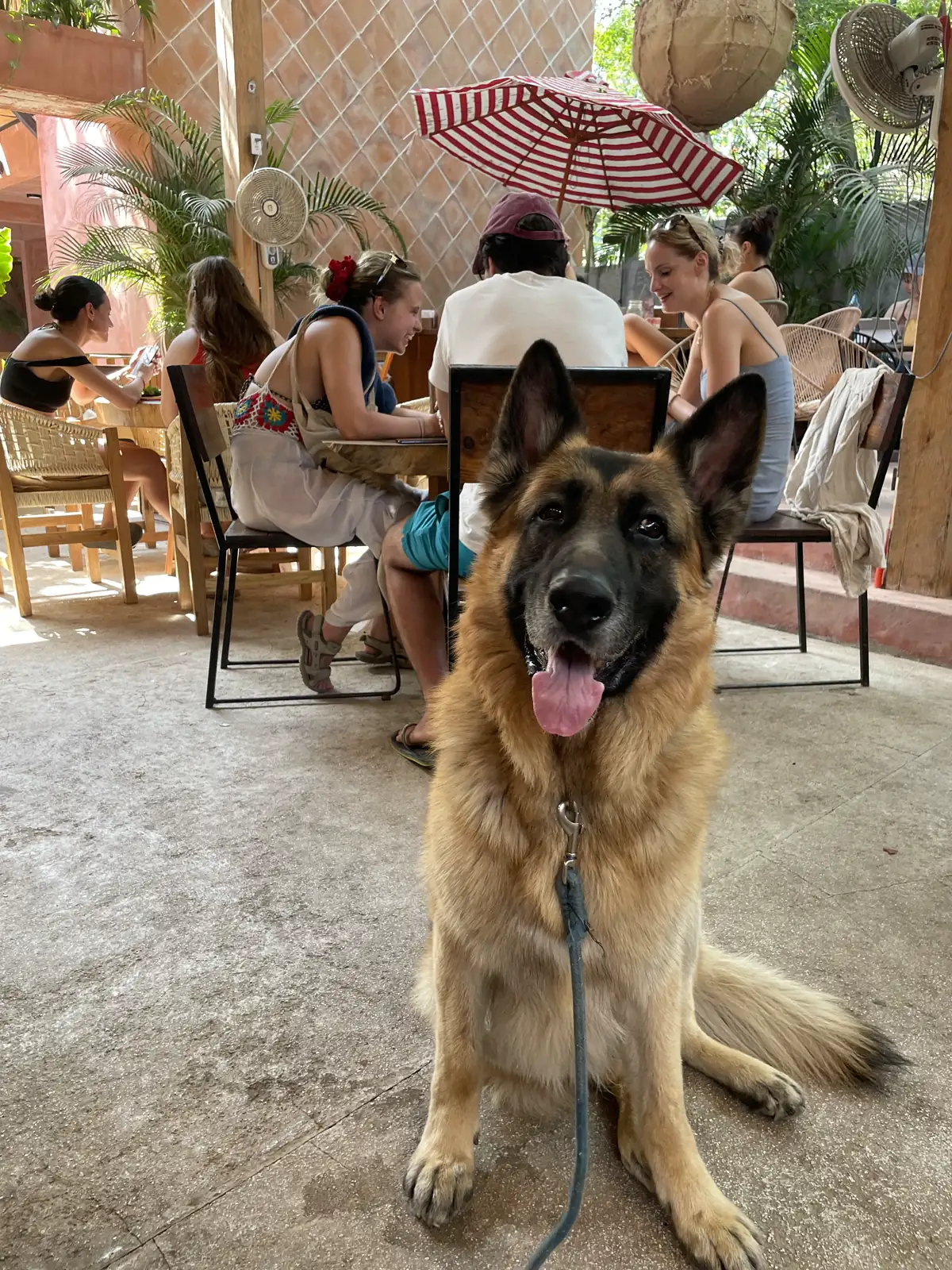 Jack, our German Shepherd, sitting in a beachside restaurant with diners behind