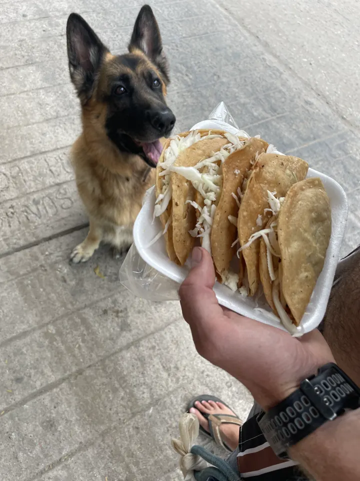 Jack, our German Shepherd, staring at a plate of tacos held in front of him