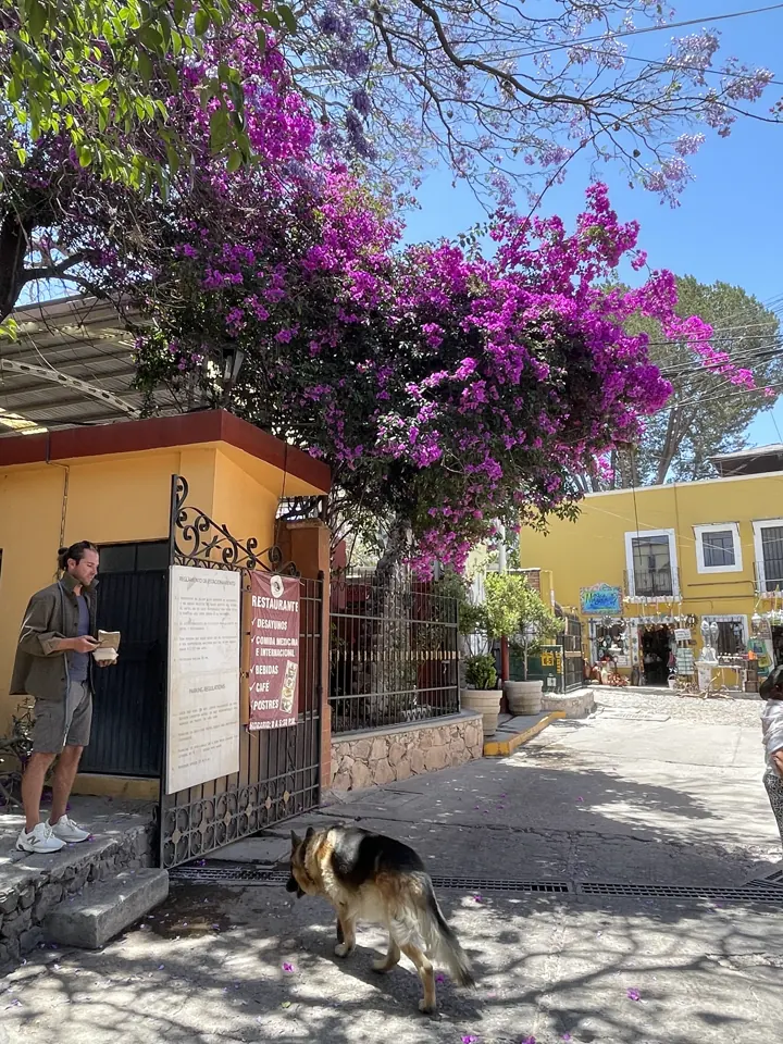 Jack, our German Shepherd, on a sidewalk under purple bougainvillea
