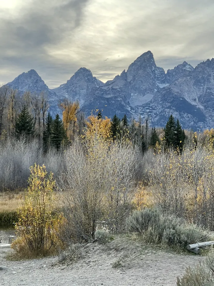 Golden fall aspens in front of the snow-dusted Teton peaks