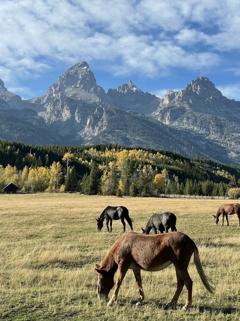 Horses grazing in a meadow below the Teton Range