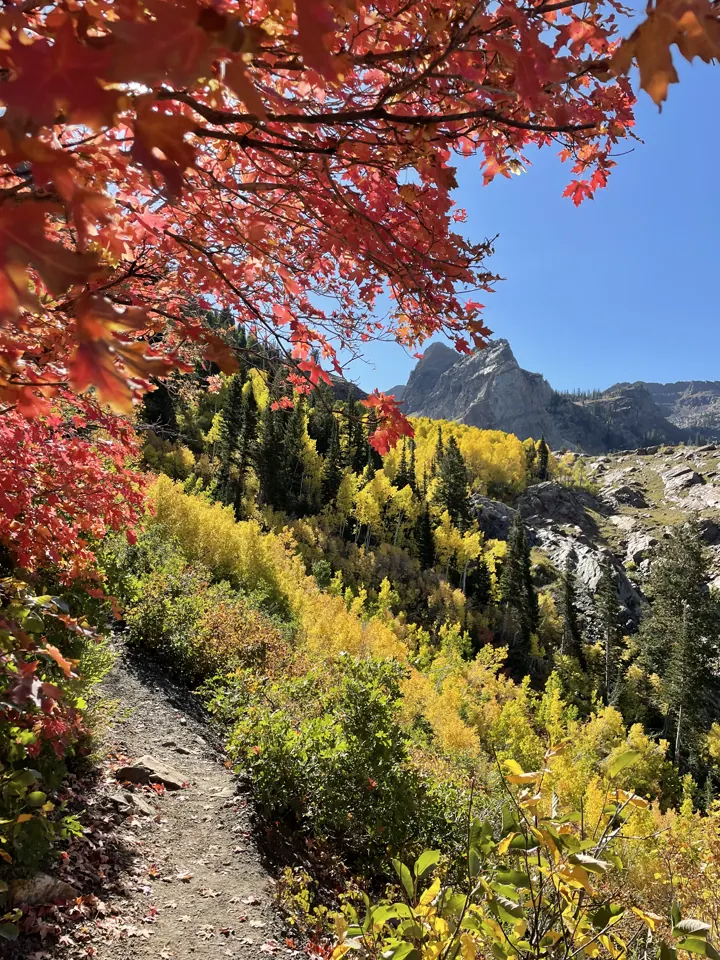 A trail through red maples and golden aspens with mountain peaks behind