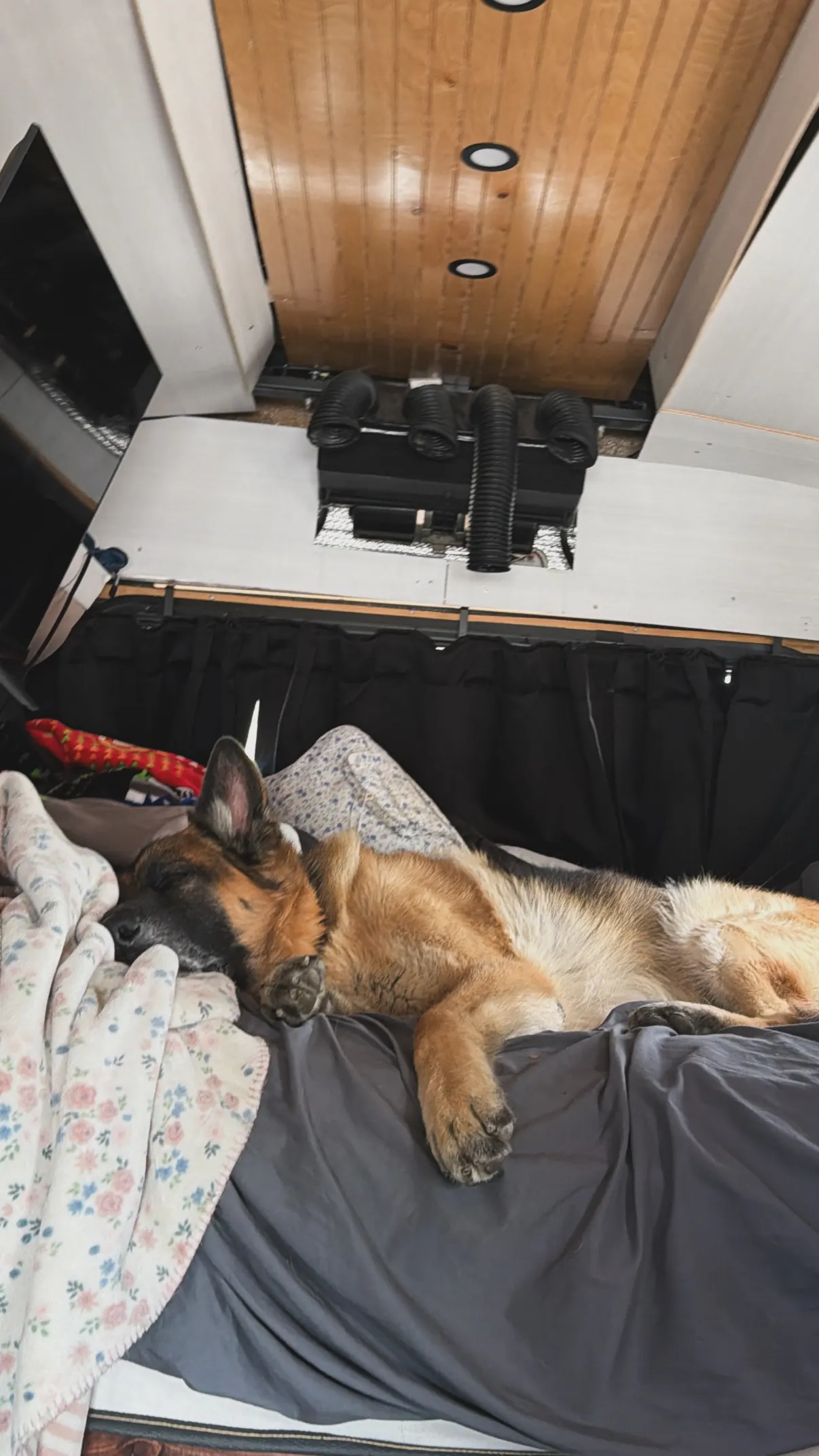 Jack asleep on the van bed