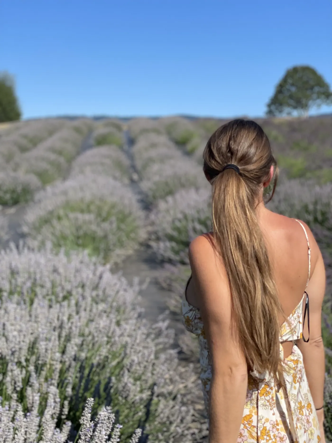 A woman in a dress walking through rows of lavender