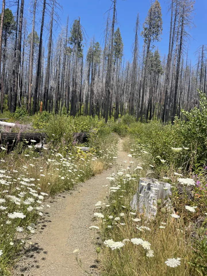 Dirt trail through burned forest with white wildflowers
