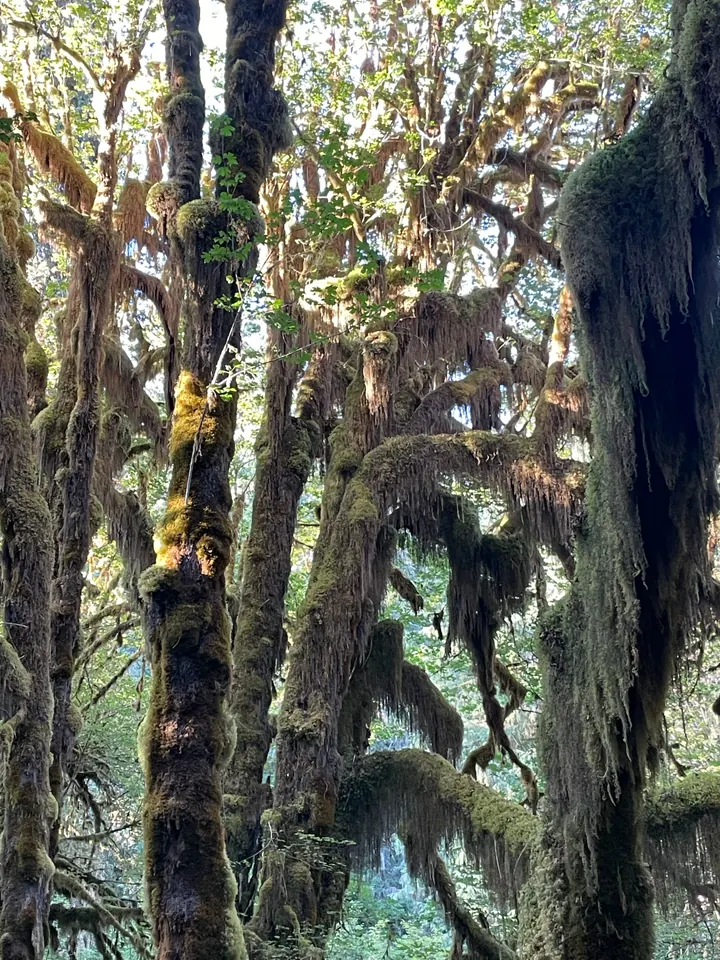 Moss-draped trees in a temperate rainforest
