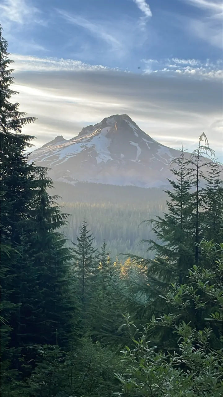 Mount Hood rising above evergreen forest at dusk